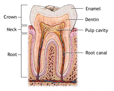 Tooth Anatomy