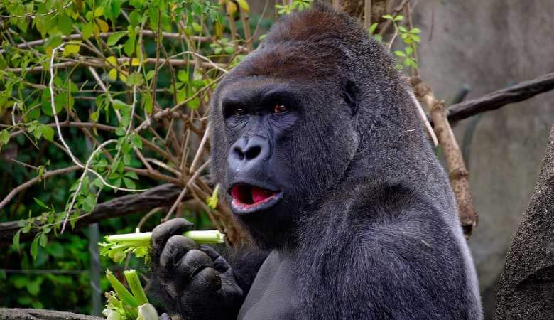 gorilla with mouth open, holding green plant