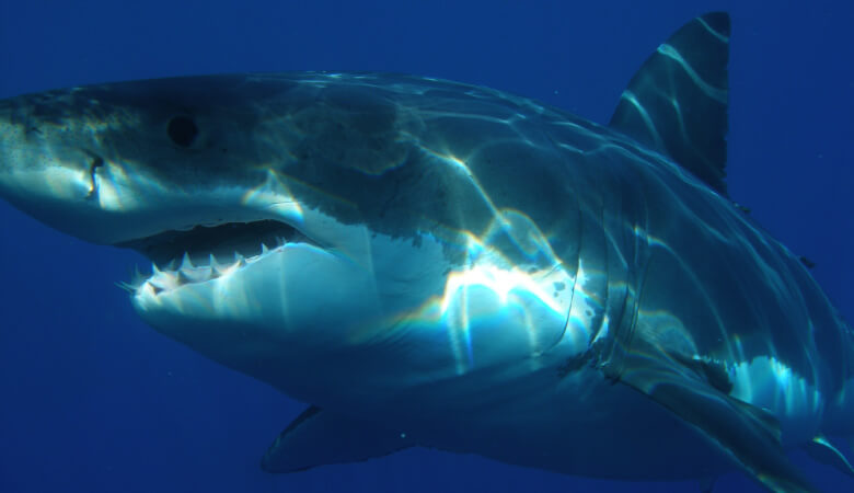 Closeup of a Great White Shark with scary teeth, like the shark from the movie Jaws